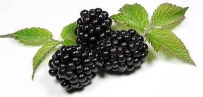 blackberry